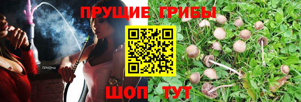 Галлюциногенные грибы GOLDEN TEACHER  Псилоцибиновые грибы MAGIC MUSHROOMS  Вход с VPN  Ессентуки 